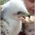 Fotogallerij &raquo; Diversen &raquo; Roofvogels ringen Rollekotsbos Grimbergen 25-05-2014