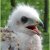Fotogallerij &raquo; Diversen &raquo; Roofvogels ringen Rollekotsbos Grimbergen 25-05-2014